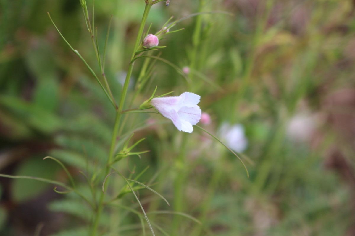 Parasopubia delphiniifolia (L.) H.-P.Hofm. & Eb.Fisch.